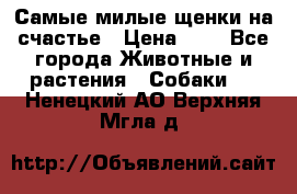 Самые милые щенки на счастье › Цена ­ 1 - Все города Животные и растения » Собаки   . Ненецкий АО,Верхняя Мгла д.